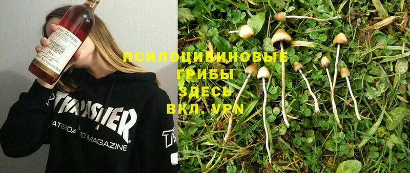 Псилоцибиновые грибы Cubensis  МЕГА ССЫЛКА  Грязовец 